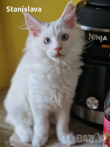 котенца Мейн Куун