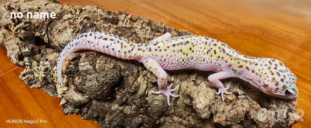 Леопардови гекони Diablo Blanco (Eublepharis macularius) , снимка 6 - Гекон - 52153005