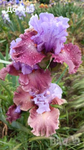 ризоми от сортови брадати ириси, снимка 16 - Градински цветя и растения - 41372392