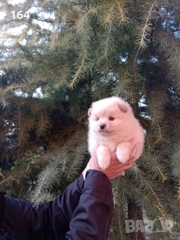 Бели и кремави мъжки кученца Шпиц. , снимка 8 - Шпиц - 53863245