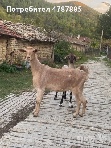 Продавам две кози