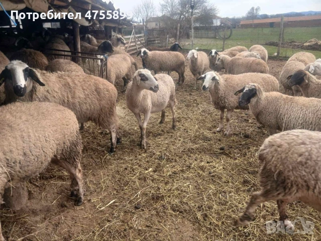 Продавам бременни овце , снимка 3 - Овце - 53721374