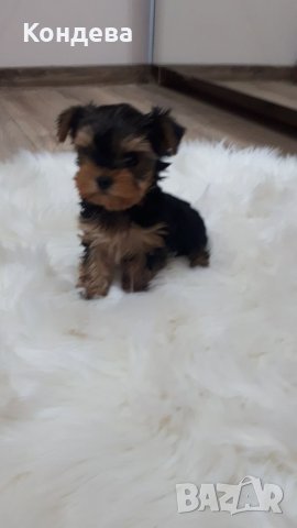 йорки/Йоркширски териери , снимка 3 - Йоркширски териер - 41579780