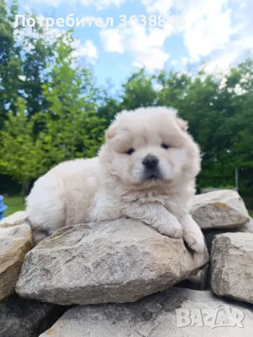 Чау чау, снимка 1