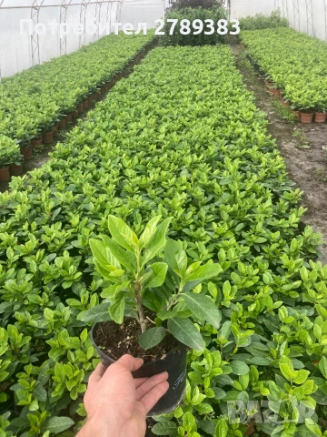 Лавровишна Новита, снимка 3 - Градински цветя и растения - 53053072