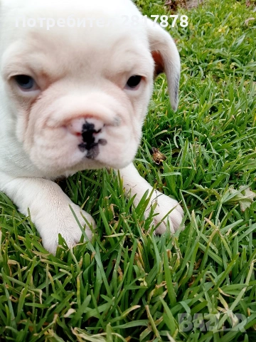 френски булдог 