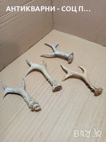 Комплект Стари Малки Рога. НОМЕР 726., снимка 5 - Антикварни и старинни предмети - 53528086