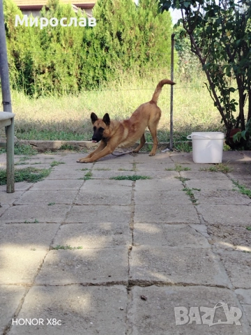 Белгийска овчарка, снимка 1