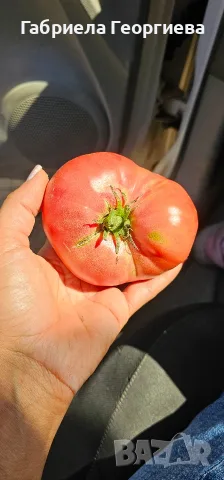 Домат (Розов и червен), снимка 3 - Домашни продукти - 55724982