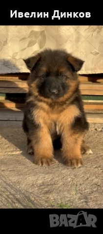 Немска овчарка с дълъг косъм с родословие 