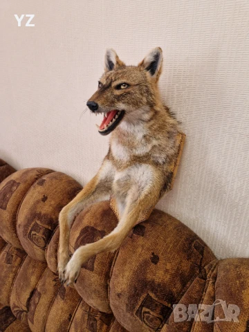 Препариран чакал, снимка 2 - Колекции - 50774876