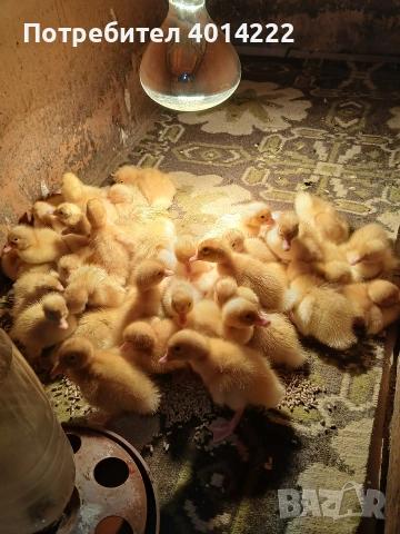 Пекински патета от чистокръвни родители. 