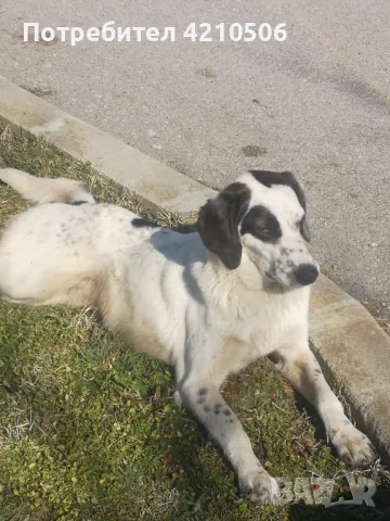 Подарявам  куче на 10м. , снимка 1