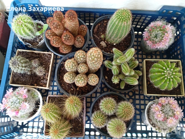 Продавам кактуси, снимка 2 - Стайни растения - 17950413