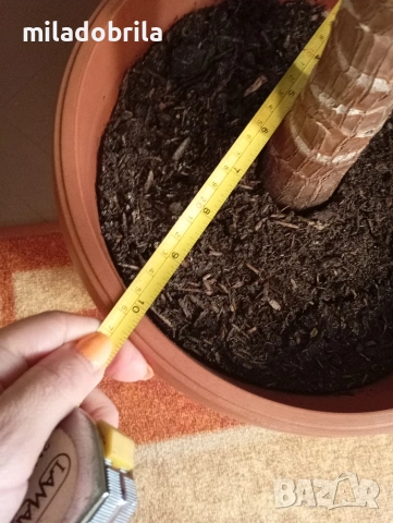 Юка, снимка 7 - Стайни растения - 53703267