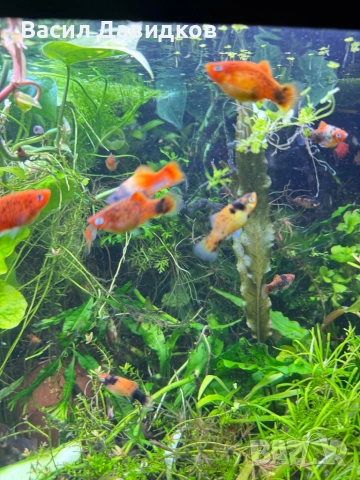 Рибки за аквариум живородни , снимка 3 - Рибки - 51151476