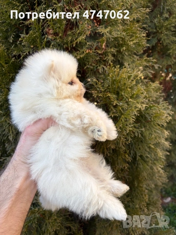 Померан мъжко, снимка 4 - Померан - 53666025