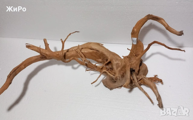 Корен от Азалия /декорация/ 11, снимка 3 - Други - 48578028