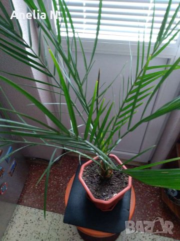 Палма-финикова, снимка 5 - Стайни растения - 30844825