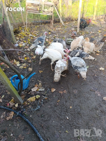 Пуяци и пуйки , снимка 2 - Кокошки и пуйки - 52475634