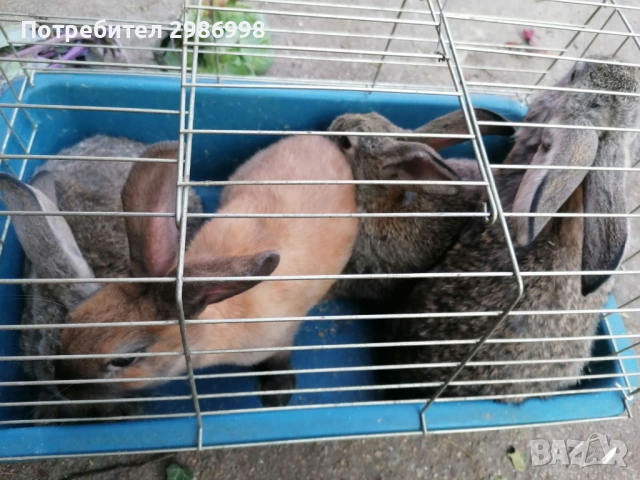 Млади зайчета, снимка 9 - Други животни - 53742106