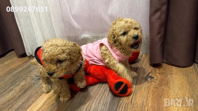 Пудел тойчета , снимка 2 - Пудели - 52671681