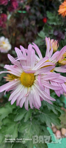Продавам различни видове хризантеми , снимка 3 - Градински цветя и растения - 44752282