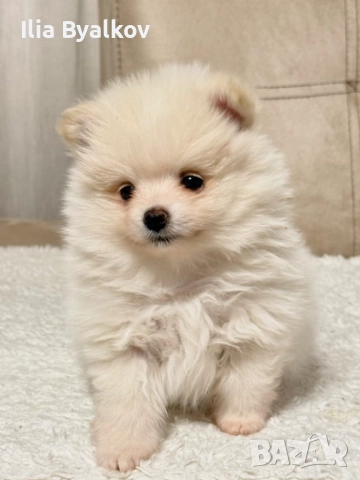 Момче померан шпиц, снимка 5 - Померан - 52960769