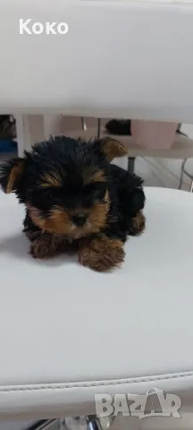 йорки/йоркита /Оферта , снимка 3 - Йоркширски териер - 48297389
