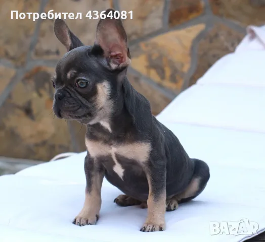 Френски булдог бебе , снимка 2 - Френски булдог - 55645367