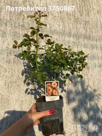 РОЗА 🌹Cubana ® Rose, снимка 5 - Градински цветя и растения - 51135625