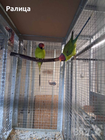 Сливоглав Александър, снимка 2 - Папагали - 52957404