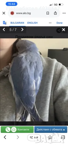 Продавам рядък син Александрийски папагал 🦜💙, снимка 5 - Папагали - 55823122