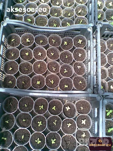 Продавам 400 семена от медоносно дърво пауловния томентоса за пчелари дървен материал сянка на двора, снимка 2 - Сортови семена и луковици - 50390012