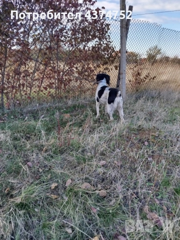 Женски бретон шпаньол, снимка 6 - Бретон шпаньол - 53234196