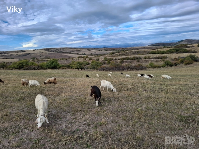 ярета на свободна паша, снимка 6 - Кози - 51962195