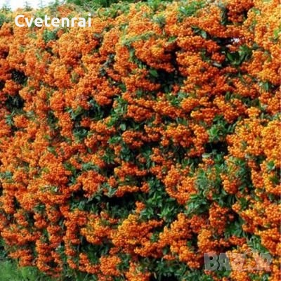 Пираканта /оранжева/ - бодлив жив плет