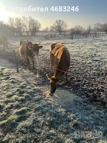 Крави, снимка 3 - Крави - 52798923