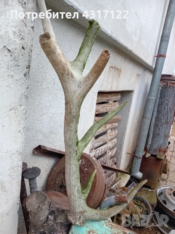 Рог рог рог, снимка 2 - Ножове - 53830459