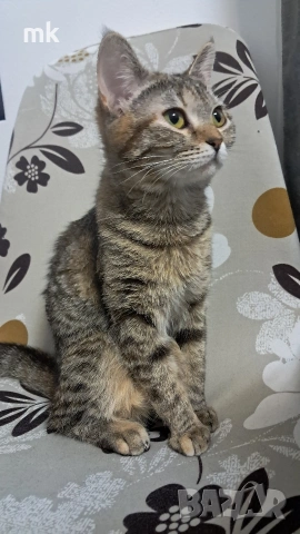 Подарявам котка