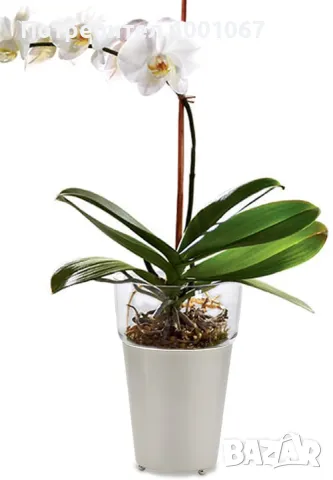 орхидея, снимка 1