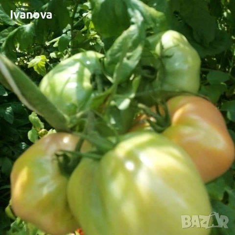Предлагам разсад стари български сортове домати, снимка 13 - Сортови семена и луковици - 24154757