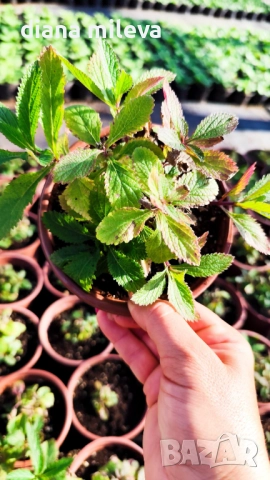 Вербена многогодишна, Verbena Bonariensis Bonnie Blue, снимка 6 - Градински цветя и растения - 52426647