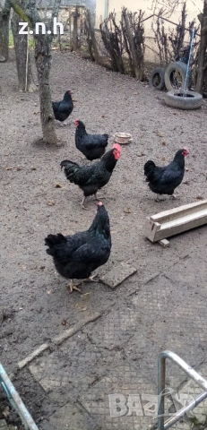 Кокошки и петел Австралорп, снимка 7 - Кокошки и пуйки - 53276015