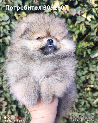 Померан момиче 