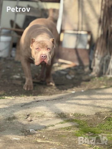 Американско були , снимка 12 - Питбул - 53690899