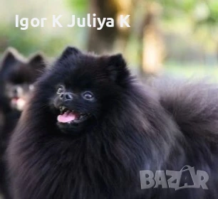 уникален мъжки померан, черна перла