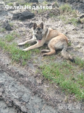 Женска овчарка на 8 месеца , снимка 4 - Немска овчарка - 53635855