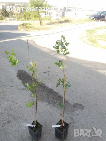 Хинап, снимка 4 - Градински цветя и растения - 53632591