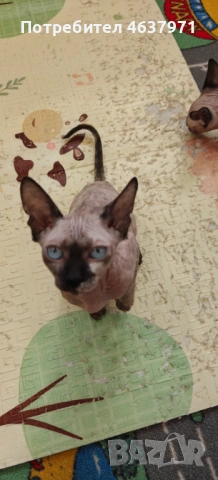 Канадски сфинкс женска